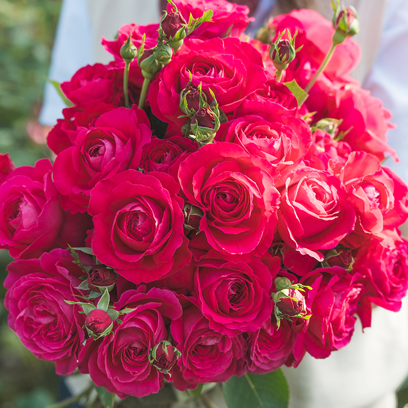 天狼月季红石榴自育大花灌木多季低维护观赏性盆栽花卉盆栽苗