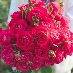 天狼月季红石榴自育大花灌木多季低维护观赏性盆栽花卉盆栽苗