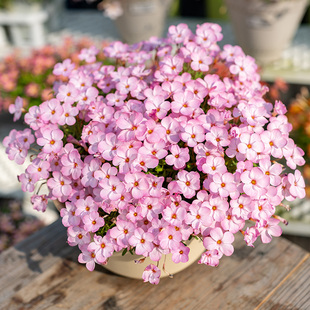 天狼酢浆草桃之辉喜光新手易养易爆盆花量大观赏性球根花卉盆栽苗