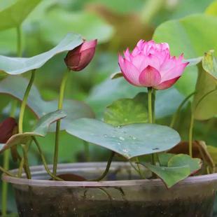 室内花卉莲花荷花水生根茎小观赏性植物 天狼 碗莲水培植物四季