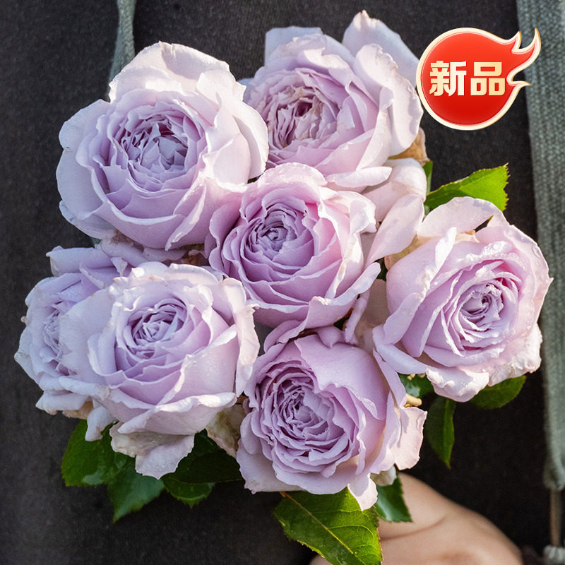 【澄空】天狼月季庭院灌木自育浓香观赏性盆栽花卉苗新手