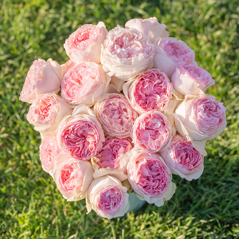 天狼月季伊芙乙女心花园灌木易养抗病观赏性玫瑰花卉盆栽新手推荐