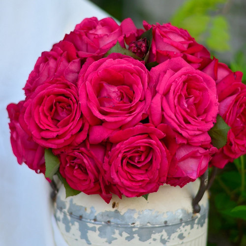 天狼月季月季/蔷薇大花浓香