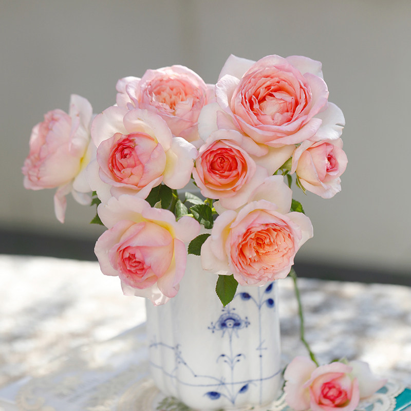 天狼月季粉黛露台灌木自育大花抗病耐热易养护观赏性盆栽新手推荐,鲜花速递/花卉仿真/绿植园艺,月季/蔷薇/玫瑰,淘宝优惠券,粉丝福利购,淘宝优惠卷