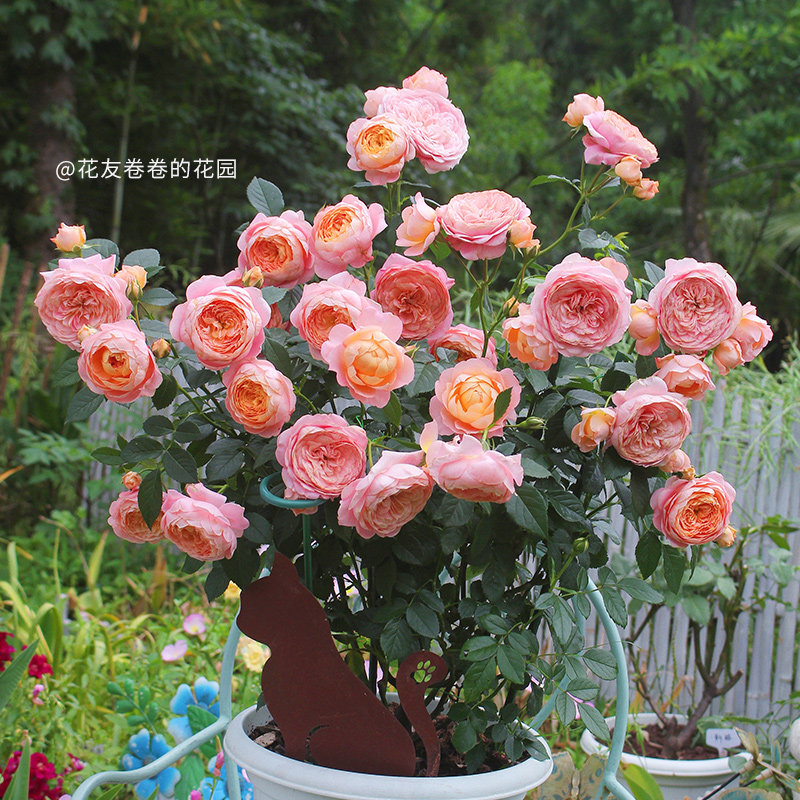 【橘子】天狼月季  自育多季节开花丰花株型紧凑易养护灌木