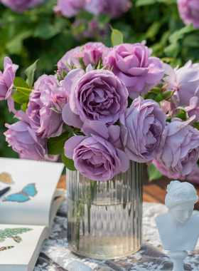 天狼月季蓝色风暴庭院灌木蓝紫色中香观赏性玫瑰花卉盆栽新手推荐