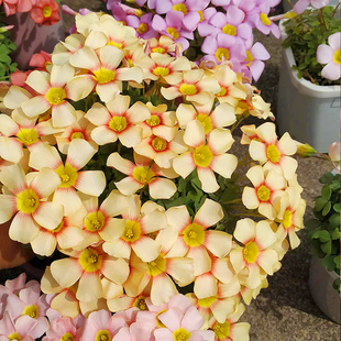 天狼 酢浆草喜光新手易养护易爆盆花量大秋植球根花卉盆栽苗