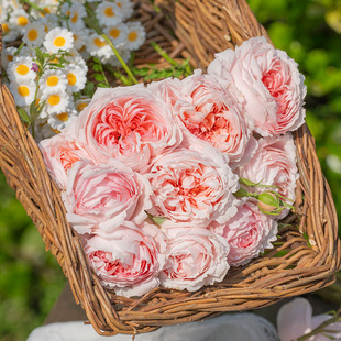 开花植物 限定庭院露台地栽盆栽新手好养多季 天狼月季 裸根苗冬季