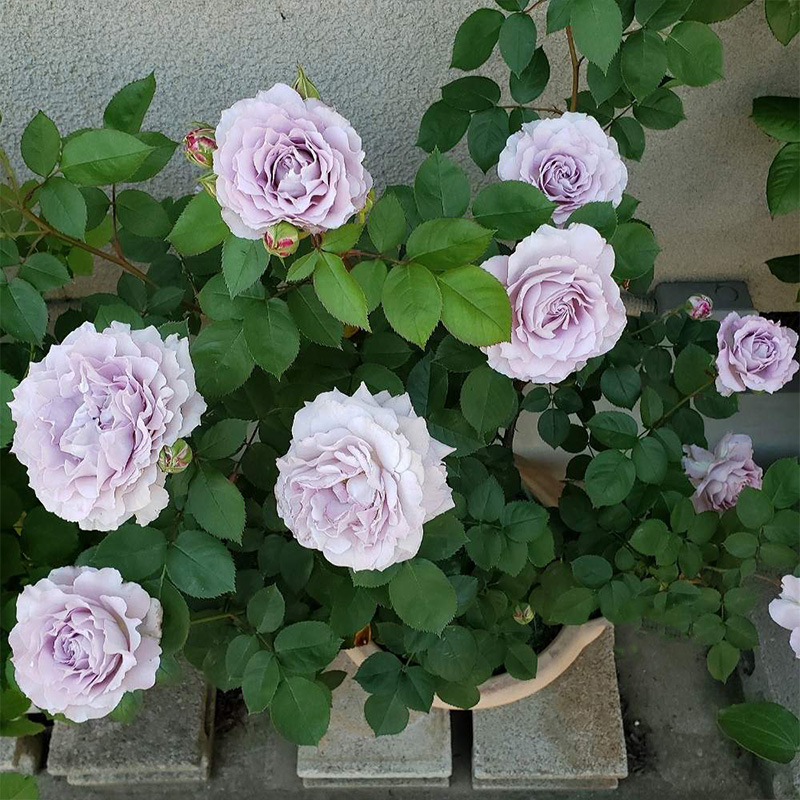 天狼月季清流灌木露台植物花卉