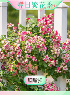 【繁花季-胭脂扣】天狼月季2.5/2.8升自育攀援藤本玫瑰花卉盆栽