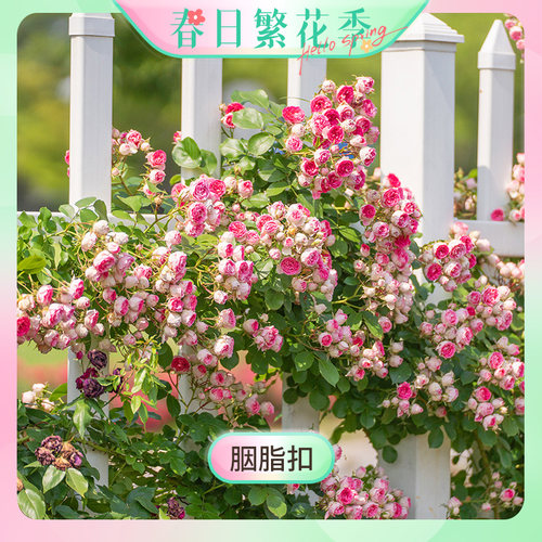 【繁花季-胭脂扣】天狼月季2.5/2.8升自育攀援藤本玫瑰花卉盆栽