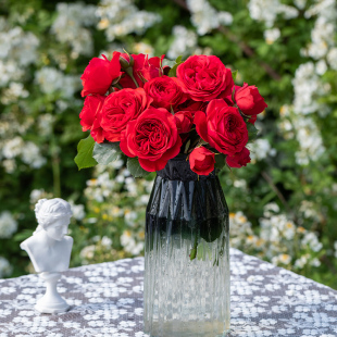 开易养护观赏性玫瑰花卉盆栽新手推荐 天狼月季 红苹果露台灌木四季