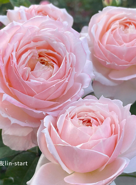 天狼月季雪媚娘自育多季大花杂交茶香月季家庭园艺庭院好养盆栽苗