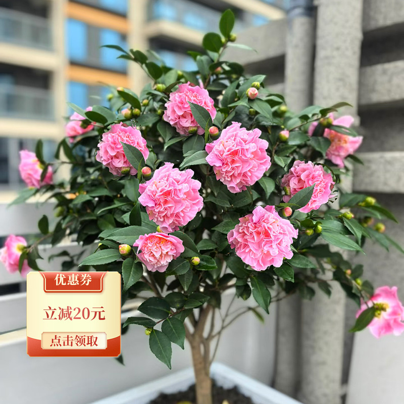 天狼 山茶花香妃赤丹 庭院花园喜光易养护观赏性绿植盆栽花卉苗