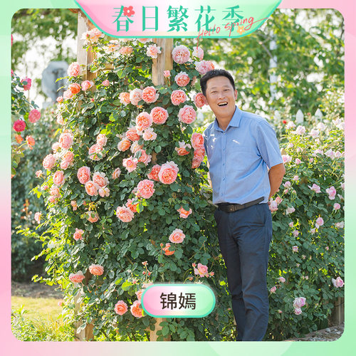 【繁花季-锦嫣】天狼月季2.5/2.8升大花浓香攀援藤本多季易养花卉