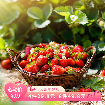 天狼 草莓苗可食用奶油草莓秧苗易养易种植家庭园艺果苗
