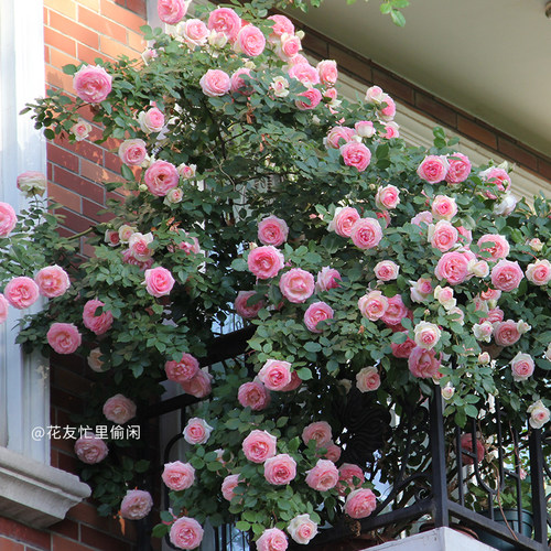 天狼月季露台攀援拱门植物花卉