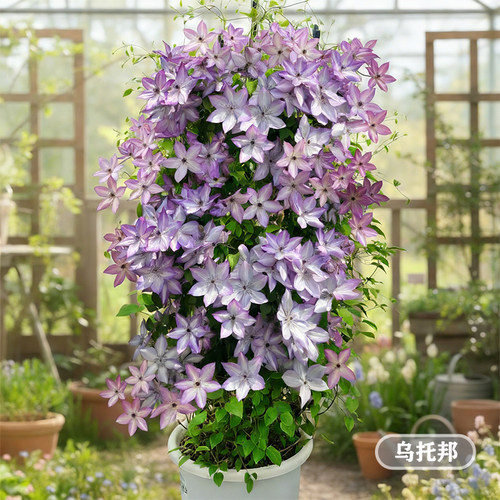 天狼铁线莲EG-90庭院阳台花卉爬藤植物乌托邦约瑟芬