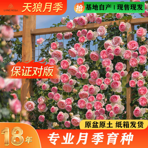 天狼爬藤月季终身包对版