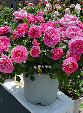 天狼海神王阳台木本花卉春秋