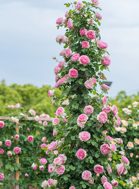 天狼月季长藤合集庭院露台爬藤拱门观赏性玫瑰蔷薇植物花苗盆栽苗