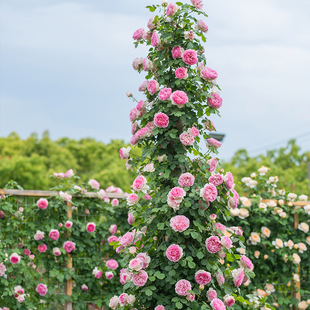天狼月季 长藤合集庭院露台爬藤拱门观赏性玫瑰蔷薇植物花苗盆栽苗