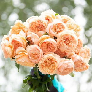 【直播福袋专享】真宙1.2升盆