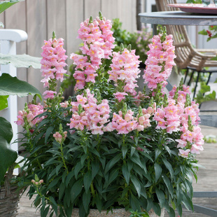 天狼草本花卉全日照庭院阳台观赏性植物花卉盆栽苗多年生非常容易