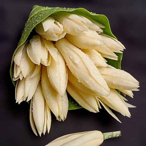 【直播-黄白兰】天狼黄白兰浓香花期长易养木本观花绿植花卉盆栽