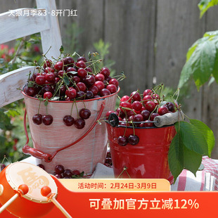 天狼樱桃阳台庭院黑珍珠盆栽苗庭院花园多季可种植果树果苗裸根