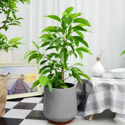 天狼白兰黄兰花盆栽浓香花期长易养木本观花绿植花卉