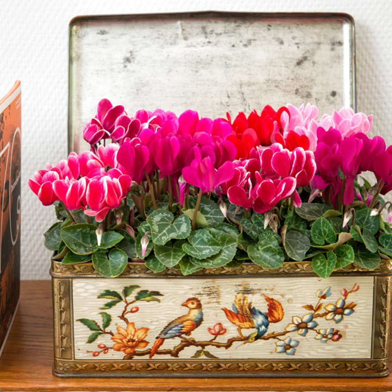 多年生易养阳台露台