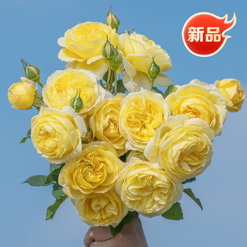 【醉千山】天狼月季庭院露台观赏性自育丰花易养护玫瑰花卉盆栽苗