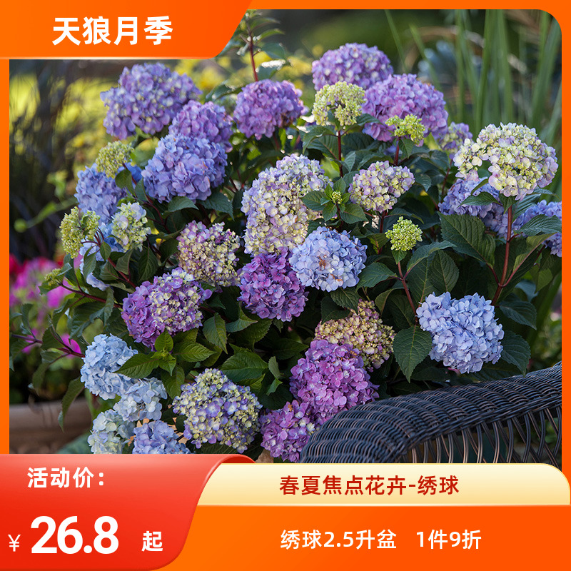 天狼 无尽夏绣球花苗盆栽1加仑大花易种庭院花园植物花卉