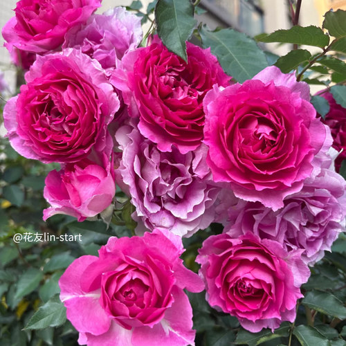 【天方夜谭】天狼月季露台灌木多季抗病易养护花卉盆栽苗新手推荐