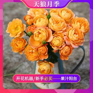 天狼月季玫瑰时令草本非自育家庭园艺庭院盆栽花卉苗茶花女卡罗拉