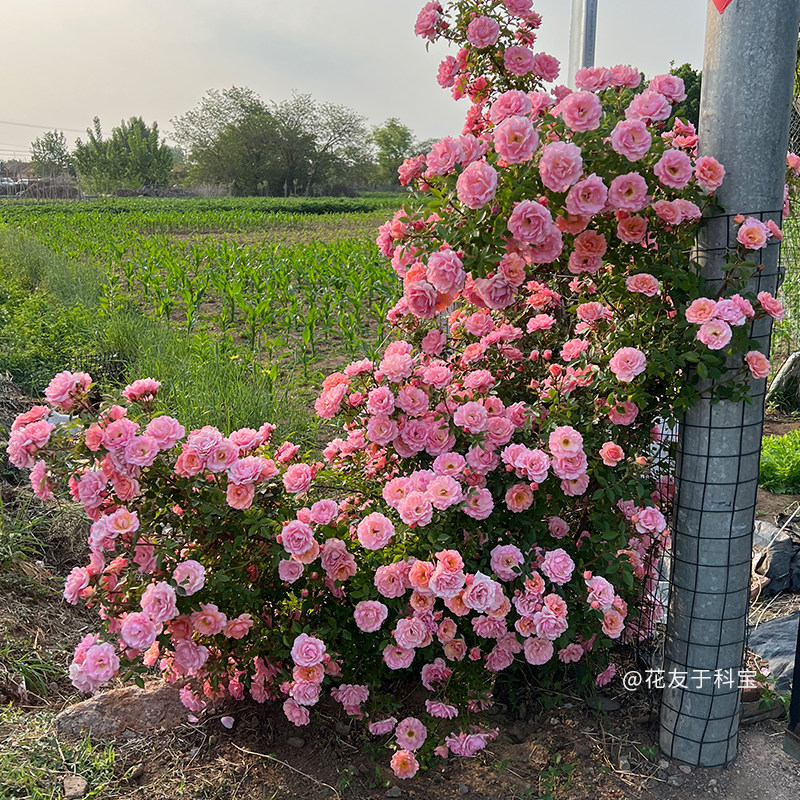 【小蝴蝶】天狼月季国产自育庭院花园攀援爬藤拱门花卉盆栽