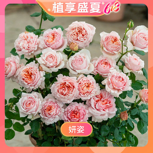 【花绽-妍姿】天狼月季1.2升盆自育大花易养玫瑰花卉盆栽苗多季