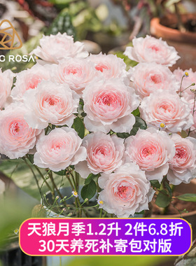 天狼月季非自育1.2升庭院阳台玫瑰苗好种花卉盆栽丰花果汁黑巴克