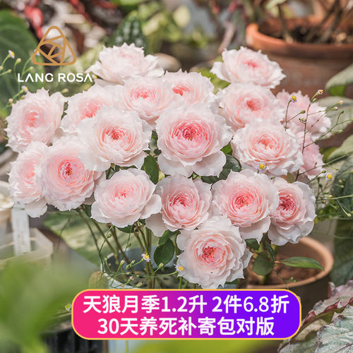 天狼中苗月季盆栽苗终身包对版