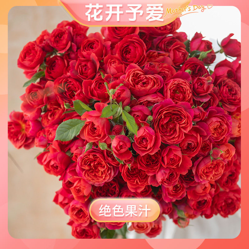 【绝色果汁】天狼月季阳台庭院易养微月玫瑰盆栽苗草本花卉其他