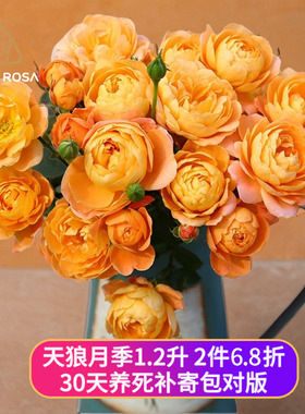 天狼月季庭院1.2升盆阳台植物观赏性易养护盆栽玫瑰花苗新手灌木