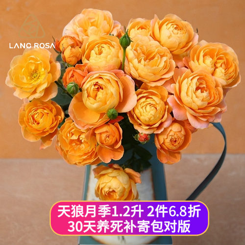 天狼1.2L月季终身包对版