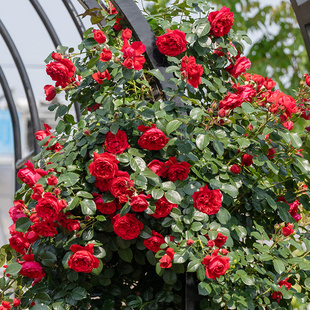 【弗洛伦蒂娜】天狼月季露台可藤可灌大花抗病花卉盆栽苗新手推荐