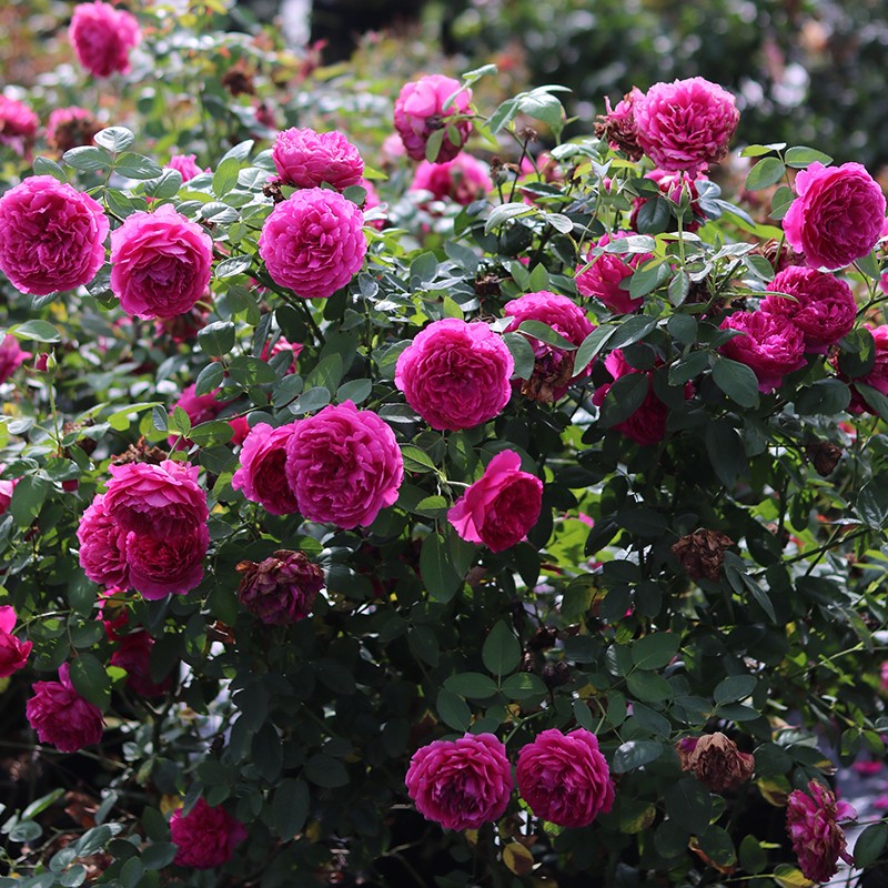 天狼月季惊鸿露台开张直立型多季开观赏性自育花卉盆栽苗新手推荐