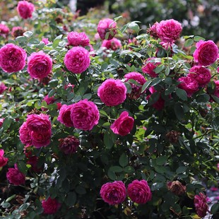 开观赏性自育花卉盆栽苗新手推荐 天狼月季 惊鸿露台开张直立型多季