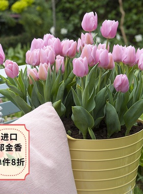 天狼 郁金香进口种球 自然球5度球易养耐寒球根花卉春季开花