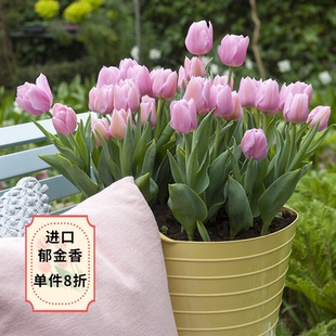 开花 自然球5度球易养耐寒球根花卉春季 天狼 郁金香进口种球