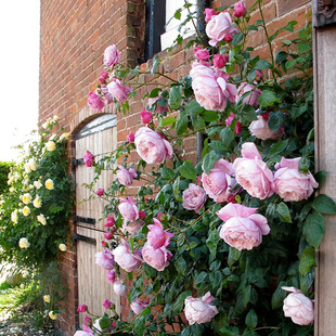天狼月季 多季 开花粉色浓香大型藤本月季 盆栽苗 自由精神