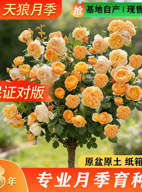 天狼棒棒糖月季微型丰花庭院花园绿植玫瑰花卉盆栽苗多季开